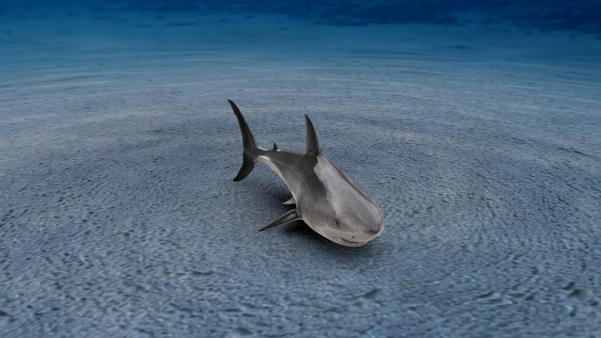A realistic shark resting on a sandy ocean floor with soft environment-based shadows and blue underwater lighting
